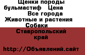 Щенки породы бульмастиф › Цена ­ 25 000 - Все города Животные и растения » Собаки   . Ставропольский край